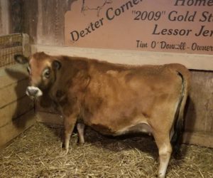 Misty Morning Violet aka 