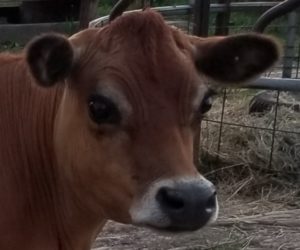 Misty Morning Violet aka 