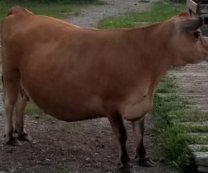 Misty Morning Violet aka 