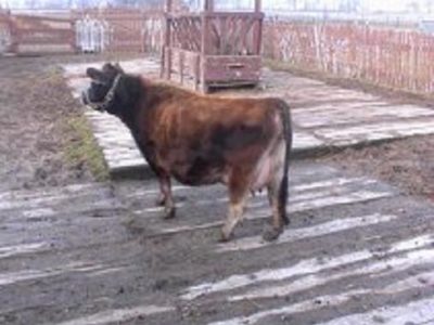 Blossom - A one of a kind cow!