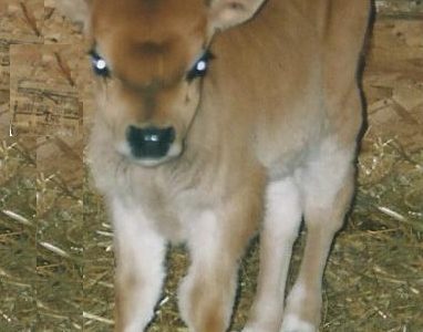 Blossom at 3 days of age - 1998