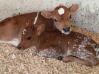 Calves sired by Royal T 2013/2014