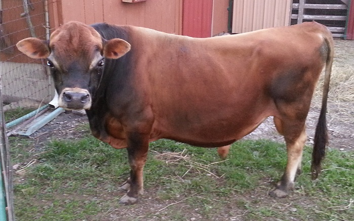 Buster Brown - Conventional Semen