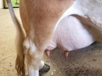 DC Fanciful Shower Udder