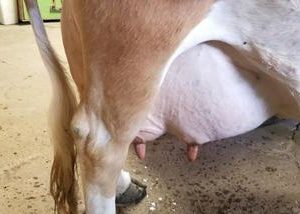 DC Fanciful Shower Udder