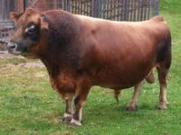 Mister Beau Buttersworth of MJF