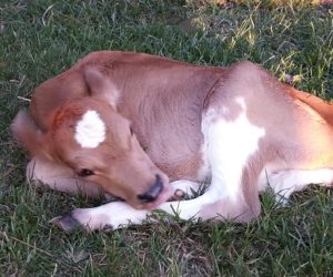 DC Fanciful Shower Calf