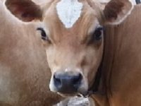 DC Fanciful Shower Face