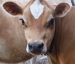 DC Fanciful Shower Face