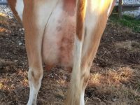 DC Fanciful Shower Udder