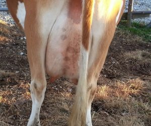 DC Fanciful Shower Udder