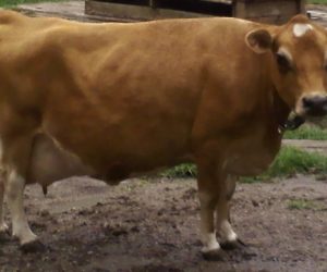 Meadow Beauty Fancy Dam of DC Fanciful Shower passed in 2017 at age 11