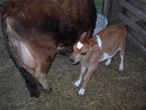 DC Johnny Bob as a calf