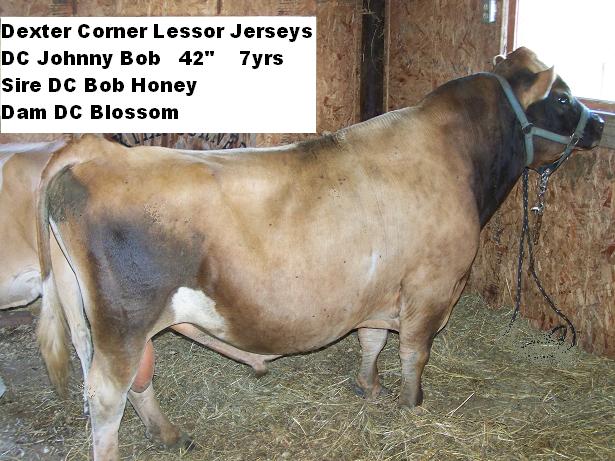 GJ Johnny Bob - For Reference Only