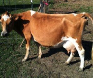 Barnyards MaMiss Kitty at 4 years oldini Miss Kitty