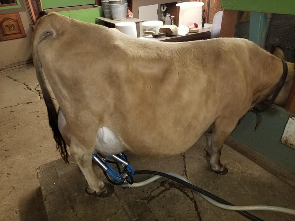 Micro Mini Jersey Cow being Milked 38"