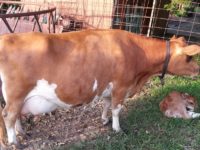 DC Fanciful Shower with Calf