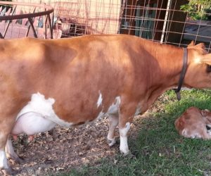 DC Fanciful Shower with Calf