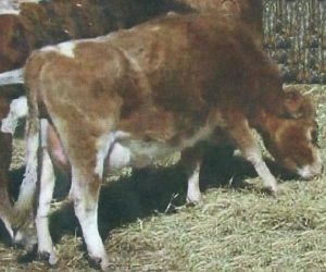 Miss Shelly, Dam of Miss Kitty