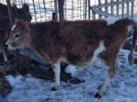 DC Pancake December 2019