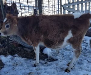 DC Pancake December 2019