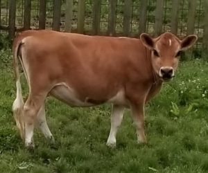 DC Pancake June 2020