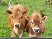 Kings Acres Belle AKA 