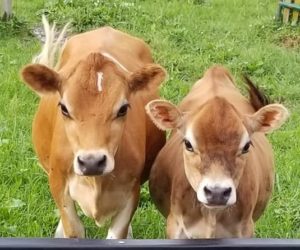 Kings Acres Belle AKA 