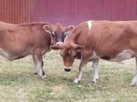 Kings Acres Belle AKA 