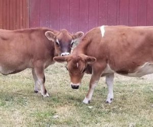 Kings Acres Belle AKA 