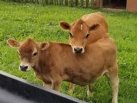 Kings Acres Belle AKA 