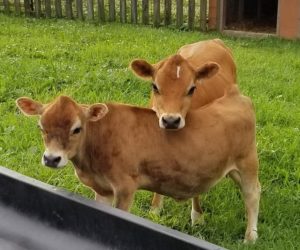 Kings Acres Belle AKA 