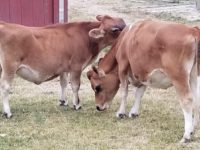 Kings Acres Belle AKA 