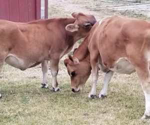 Kings Acres Belle AKA 