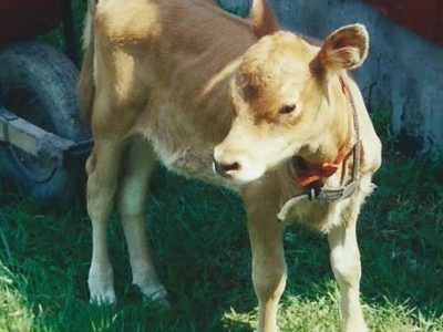 DC Petals at 1 wk of age 1998