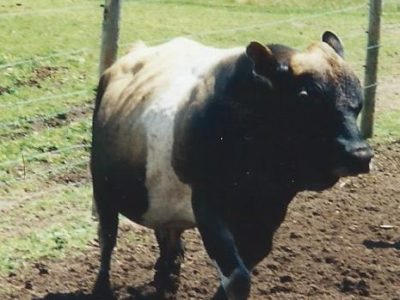 Rudabaga, Sire of Blossom