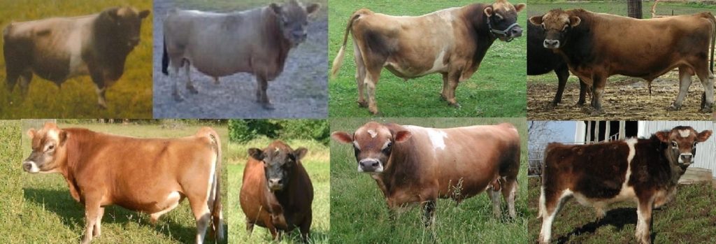 Rudabaga Lineage of Bulls Past and Present