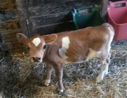 Shower's 2017 Heifer C Ruby Falls