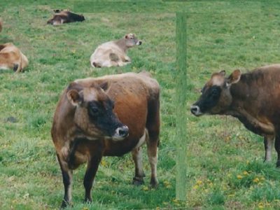 Tina Marie, dam of Blossom