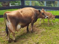 Virginia with Bull Calf