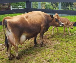 Virginia with Bull Calf