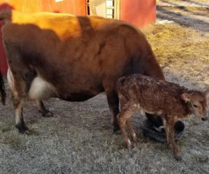 Virginia with Heifer Calf