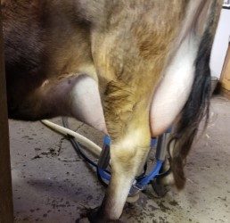 Virginia Udder Milking Machine