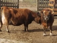 Virginia & Rambler doing their thing Dec 2020