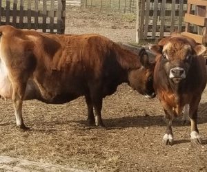 Virginia & Rambler doing their thing Dec 2020