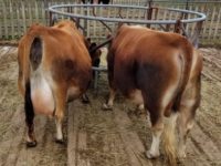 DC Rambler & Virginia