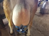 Virginia Udder Rear Milking