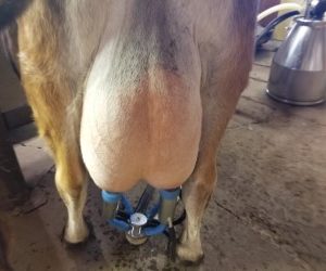 Virginia Udder Rear Milking