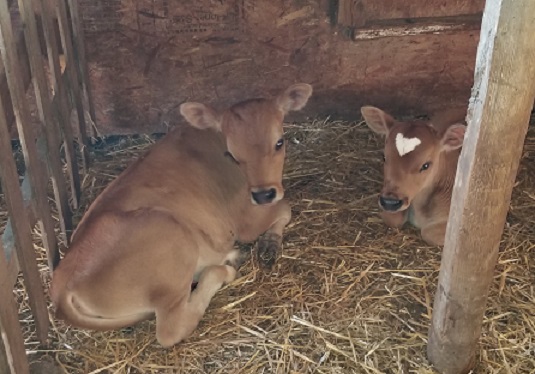 Buy a Mini Jersey Heifer or Cow?